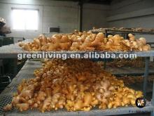 2012 new crop Chinese fresh ginger supplying(50G/100G/150G/200G/250G)