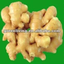 2012 ginger-- we can supply--meet your demand