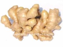 fresh and dried ginger