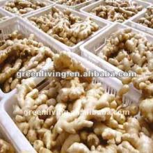 China Local Fresh Ginger