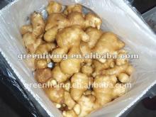china fresh /dried ginger