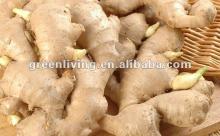 Chinese Fresh and Dry Ginger