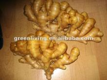 fresh and dry ginger suppier
