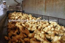 2012 ginger price change--size and package meet market