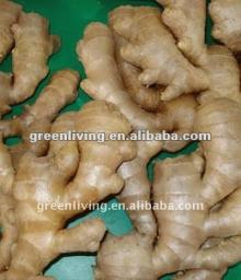  Fresh ,  half   dried ,  dried   ginger 