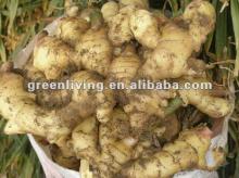 2011 china fresh ginger exporter (150-200g)