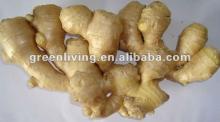 china dry ginger for sale in bulk,good specification