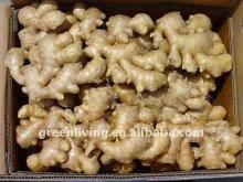100g-300g Chinese  half - dried  ginger in cold house