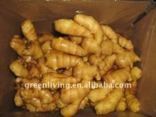 chinese spice----fresh ginger(100-1250g)