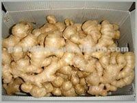 best quality fresh ginger(80-150g,150-250g)