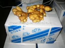 cheapest price chinese fresh ginger(100-300g)