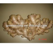 ginger  fresh   mesh   bag  carton pvc carton packing