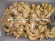 fresh chinese ginger 10kg plastic carton packing