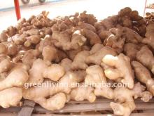 good price half dried ginger from china (80-300g)