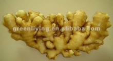 2012 new crop chinese mature ginger