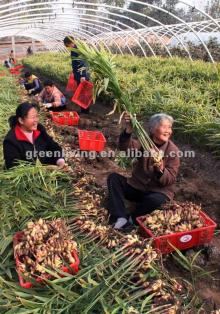 export quality ginger(HACCP,ISO9001)