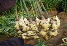 new crop half air dry ginger for sale