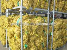 organic ginger manufacturer