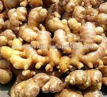 fresh ginger specification(HACCP,ISO9001)