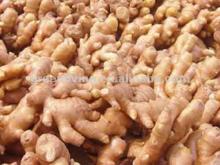Chinese Fresh and Dry Ginger ( 2012 Price )