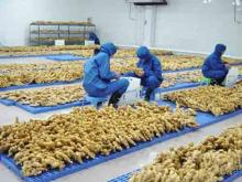 2012 best quality chinese fresh ginger 150g up