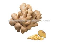 chinese fresh  ginger  dried  ginger   2012  air  dry   ginger 