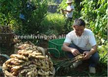 Natural Piece 6-9% Moisture Content Split Dry Ginger