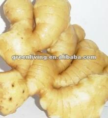 2012 plump/ unspoiled /clean dried ginger packed in plastic box