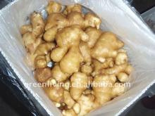 150g up ginger in distribution
