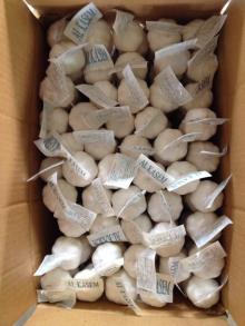5.0cm fresh  garlic   2013   crop 