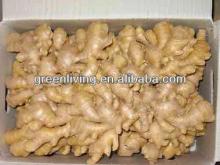 2013  fresh   dried   ginger  250g-350g