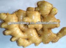 we are supplier for fresh ginger, dried ginger and half-dried ginger