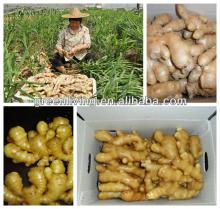 2013 fresh ginger for sale (fresh ginger,semi dried ginger,dried ginger)