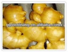 fresh best quality ginger/top quality supplier