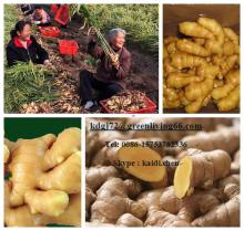 fresh anqiu ginger / China ginger exporters
