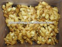 150g and up Chinese fresh ginger/top quality supplier