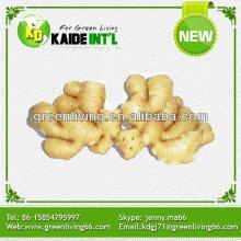 Chinese fresh old ginger(80-150g,150g,200g&up)/top quality supplier