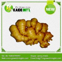 new crop fresh ginger direct from factory with cheap price (80-150g,150g,200g&up)