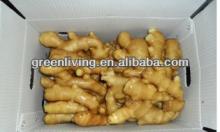 good quality fresh ginger / ginger export