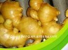 Anqiu ginger / China ginger exporters/2014