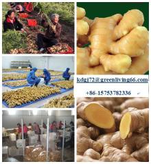 fully air dry ginger supplier clean fresh air dried ginger