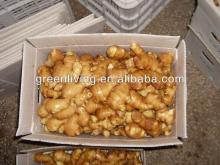 good quality fresh ginger / ginger export ,fresh mature ginger