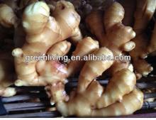 Chinese Low Price Fresh Ginger
