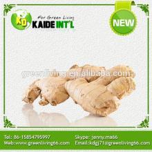 Fresh  Ginger  Young  Ginger   Product s