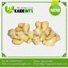 Special Fresh Ginger Fob Price