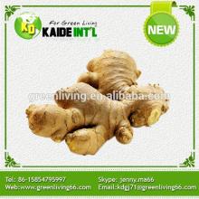 Special Fresh Ginger In Pvc Box Products