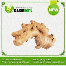 Fresh Chinese Big Size Ginger