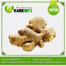 Chinese Fresh Ginger Supplying