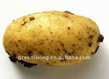 agriculture fresh potato producer