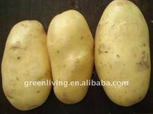 agriculture fresh potato of China